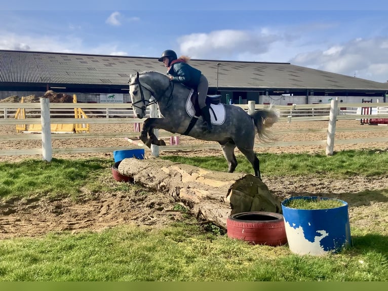 Connemara Caballo castrado 5 años 152 cm Tordo rodado in Mountrath