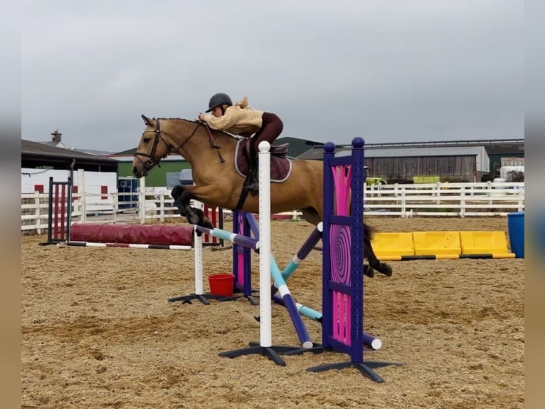 Connemara Caballo castrado 5 años 153 cm Bayo in Mountrath, Co. Laois