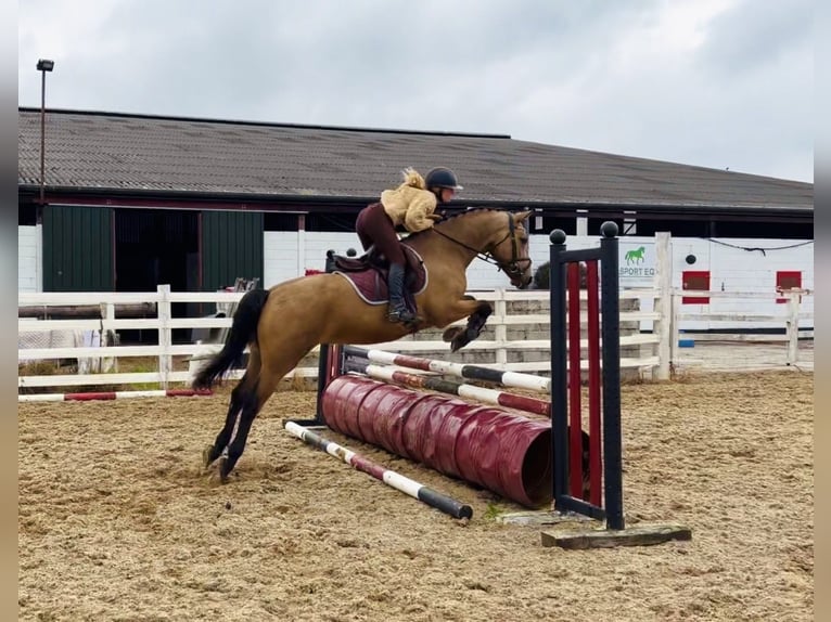 Connemara Caballo castrado 5 años 153 cm Bayo in Mountrath, Co. Laois