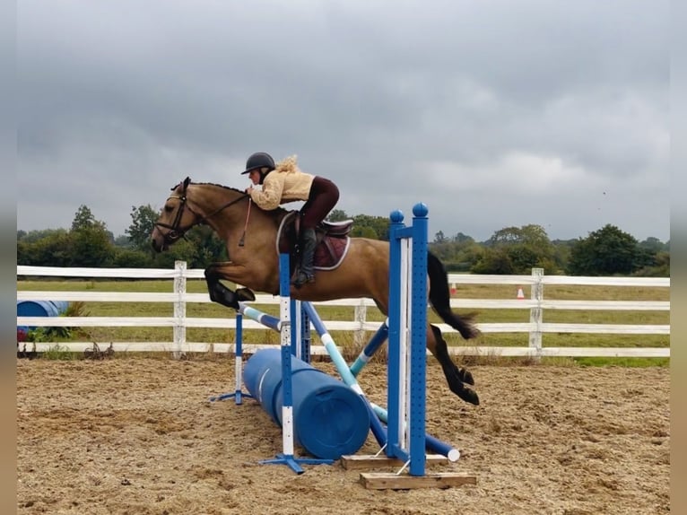 Connemara Caballo castrado 5 años 153 cm Bayo in Mountrath, Co. Laois