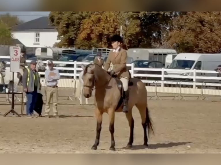 Connemara Caballo castrado 5 años 153 cm Bayo in Mountrath, Co. Laois