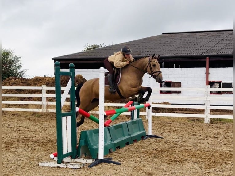 Connemara Caballo castrado 5 años 153 cm Bayo in Mountrath, Co. Laois