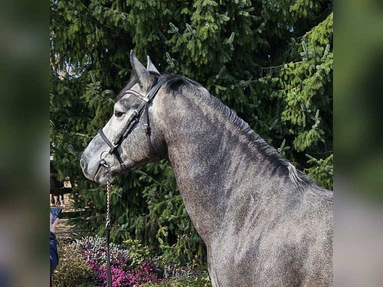 Connemara Caballo castrado 5 años 153 cm Tordillo negro in Biel-Benken