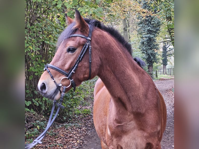 Connemara Caballo castrado 5 años 154 cm Castaño in Nettetal