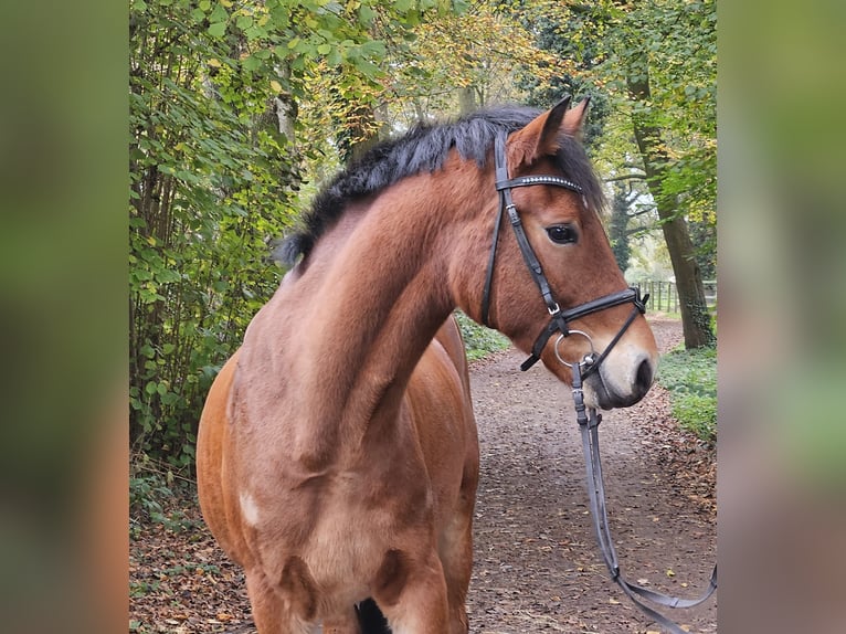 Connemara Caballo castrado 5 años 154 cm Castaño in Nettetal