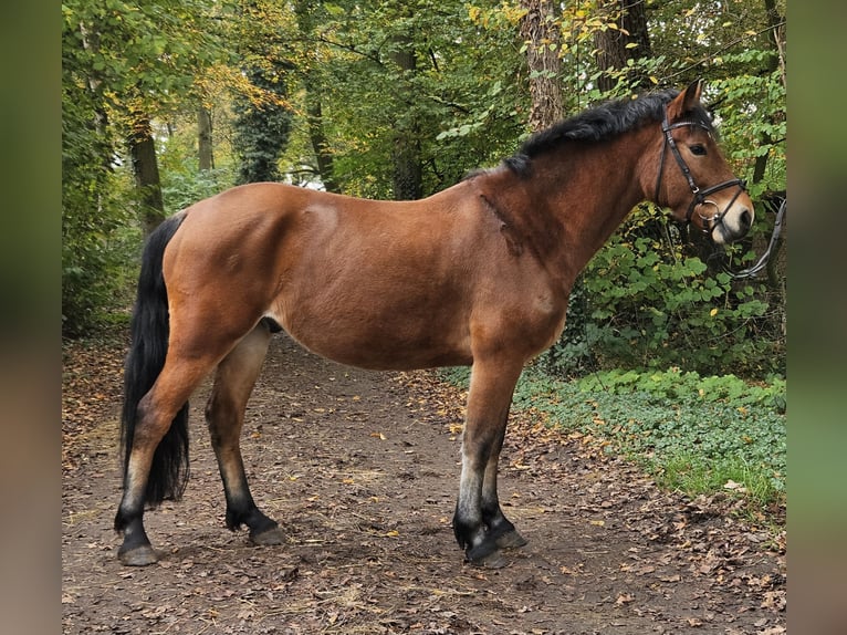 Connemara Caballo castrado 5 años 154 cm Castaño in Nettetal