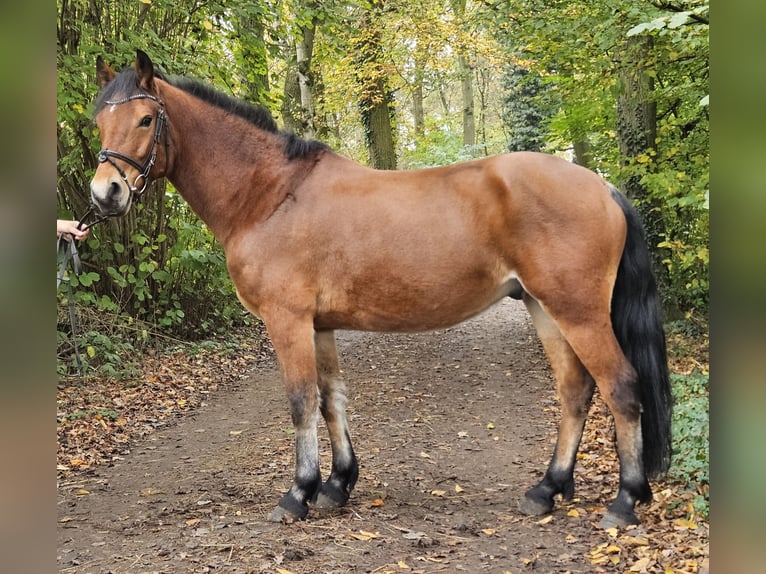 Connemara Caballo castrado 5 años 154 cm Castaño in Nettetal