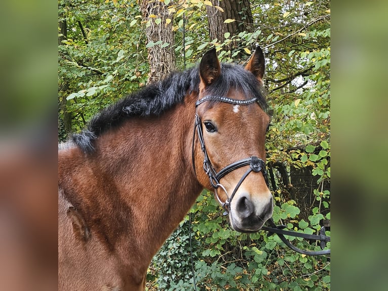 Connemara Caballo castrado 5 años 154 cm Castaño in Nettetal