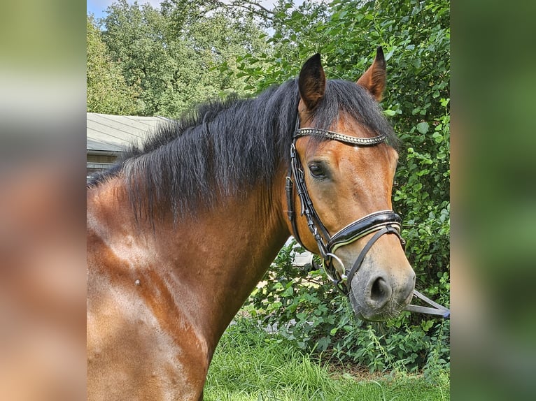 Connemara Caballo castrado 5 años 154 cm Castaño claro in Nettetal