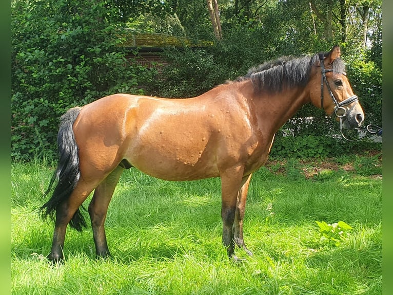 Connemara Caballo castrado 5 años 154 cm Castaño claro in Nettetal