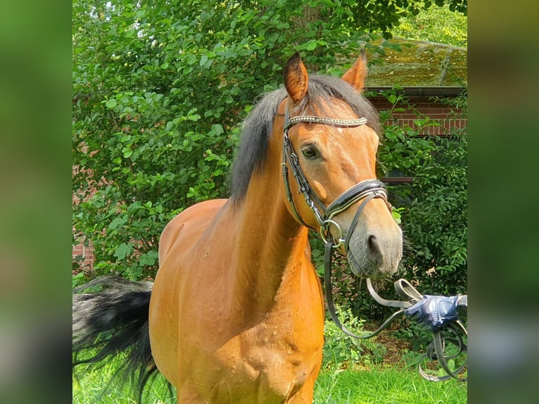 Connemara Caballo castrado 5 años 154 cm Castaño claro in Nettetal