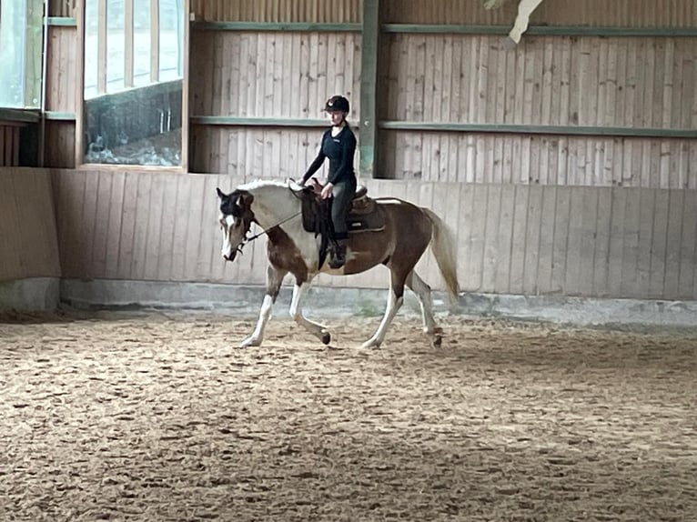 Connemara Caballo castrado 5 años 154 cm Tobiano-todas las-capas in Bad Herrenalb