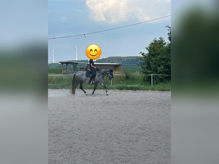 Connemara Caballo castrado 5 años 154 cm Tordo in Friedberg