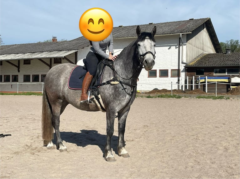 Connemara Caballo castrado 5 años 154 cm Tordo in Friedberg