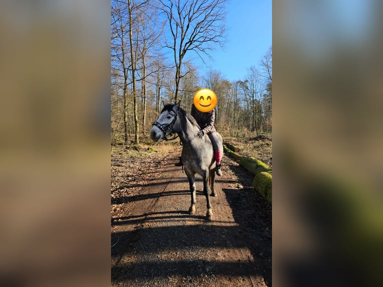 Connemara Caballo castrado 5 años 154 cm Tordo in Friedberg