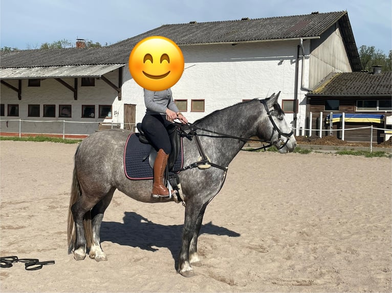 Connemara Caballo castrado 5 años 154 cm Tordo in Friedberg