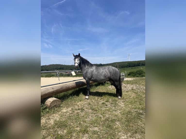 Connemara Caballo castrado 5 años 154 cm Tordo in Friedberg