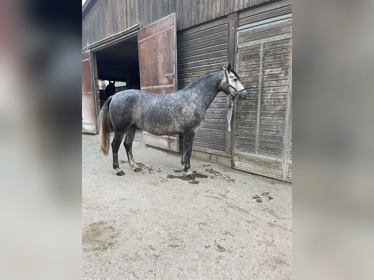 Connemara Caballo castrado 5 años 154 cm Tordo in Friedberg