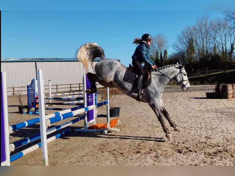 Connemara Caballo castrado 5 años 154 cm Tordo rodado in Mountrath