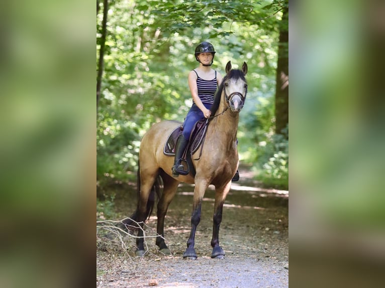 Connemara Caballo castrado 5 años 155 cm Bayo in Bogaarden