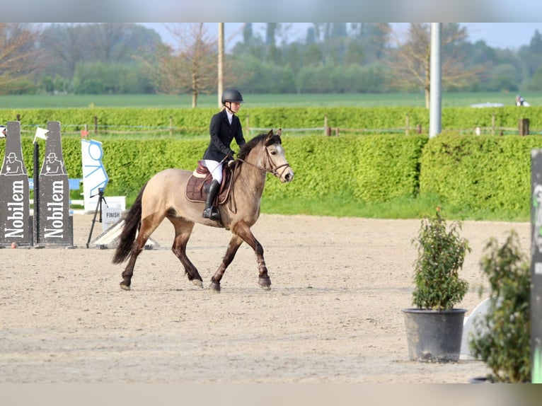 Connemara Caballo castrado 5 años 155 cm Bayo in Bogaarden