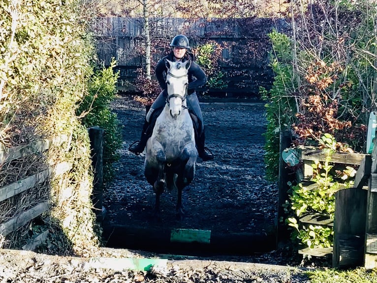 Connemara Caballo castrado 5 años 155 cm Tordo in Mountrath