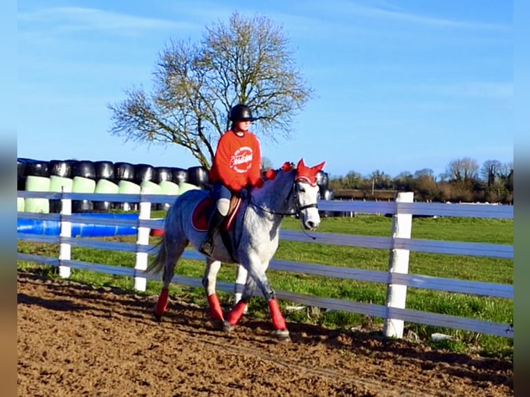 Connemara Caballo castrado 5 años 155 cm Tordo in Mountrath