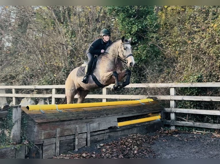 Connemara Caballo castrado 5 años 156 cm Bayo in Mountrath