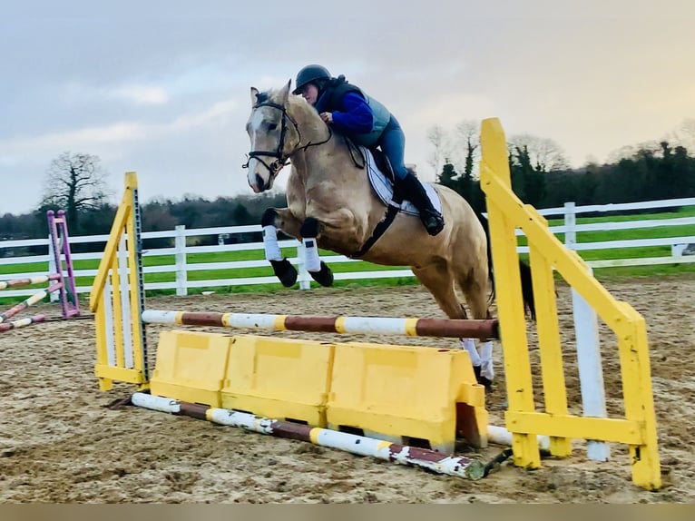 Connemara Caballo castrado 5 años 156 cm Bayo in Mountrath