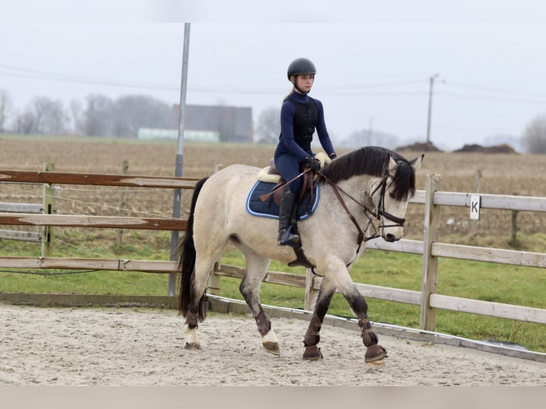 Connemara Caballo castrado 5 años 156 cm Dunalino (Cervuno x Palomino) in Bogaarden