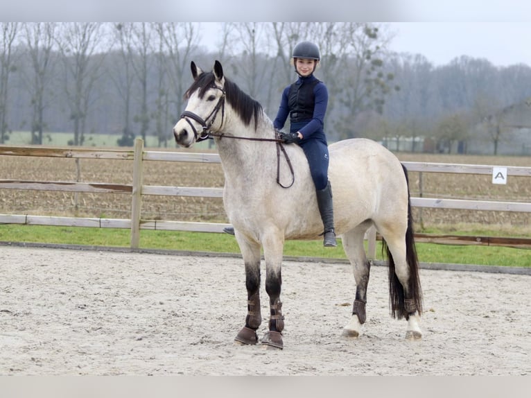 Connemara Caballo castrado 5 años 156 cm Dunalino (Cervuno x Palomino) in Bogaarden