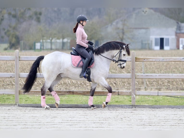 Connemara Caballo castrado 5 años 156 cm Dunalino (Cervuno x Palomino) in Bogaarden