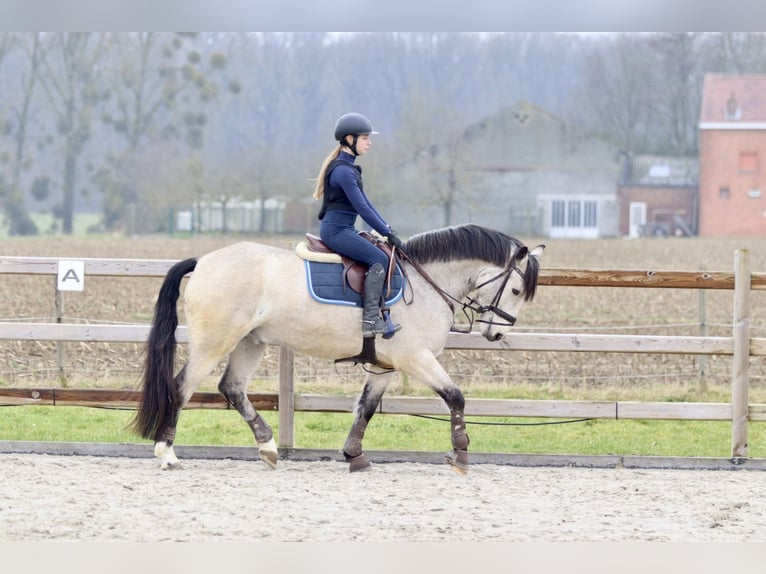 Connemara Caballo castrado 5 años 156 cm Dunalino (Cervuno x Palomino) in Bogaarden