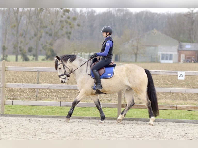 Connemara Caballo castrado 5 años 156 cm Dunalino (Cervuno x Palomino) in Bogaarden