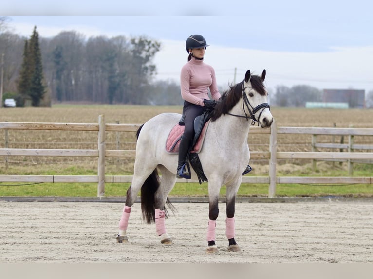 Connemara Caballo castrado 5 años 156 cm Dunalino (Cervuno x Palomino) in Bogaarden