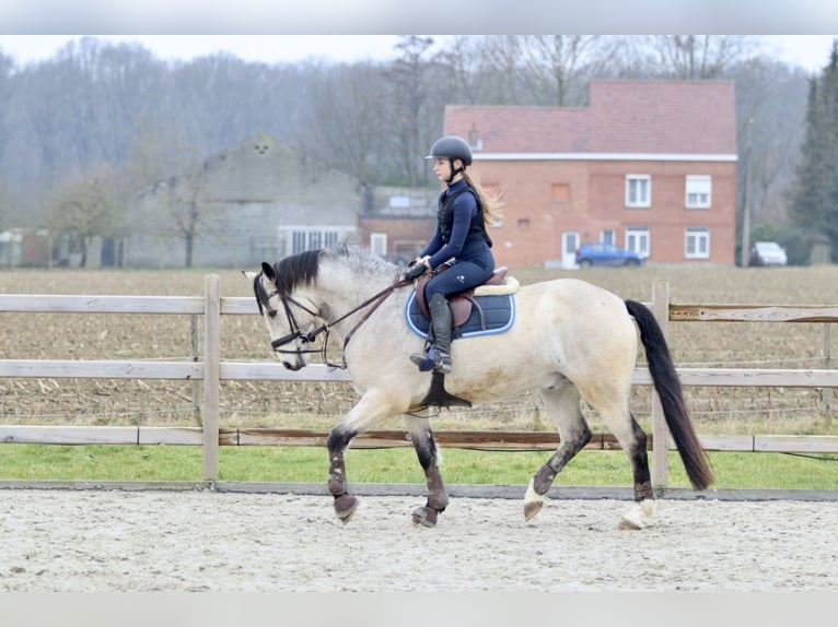 Connemara Caballo castrado 5 años 156 cm Dunalino (Cervuno x Palomino) in Bogaarden