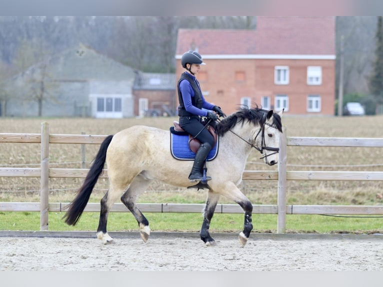 Connemara Caballo castrado 5 años 156 cm Dunalino (Cervuno x Palomino) in Bogaarden