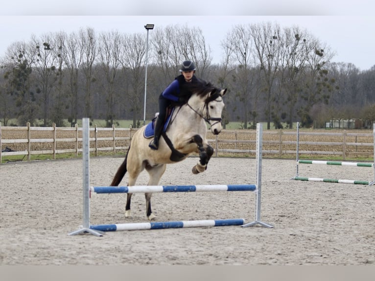 Connemara Caballo castrado 5 años 156 cm Dunalino (Cervuno x Palomino) in Bogaarden