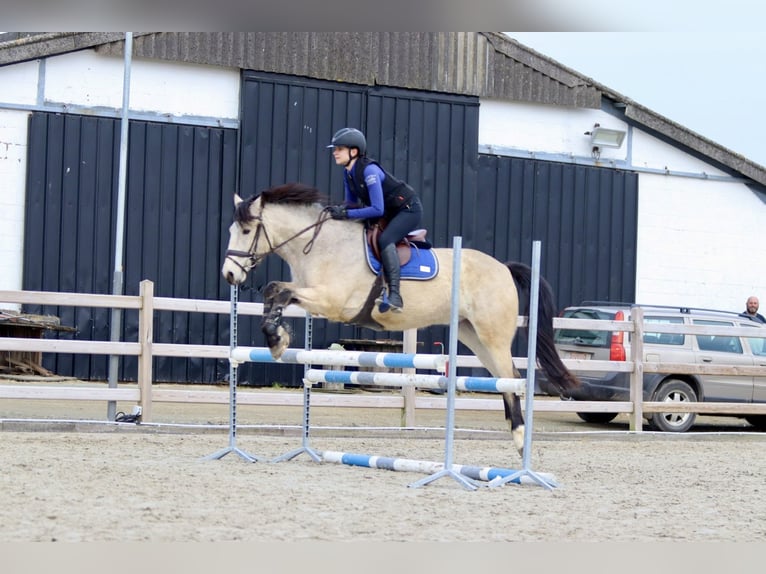 Connemara Caballo castrado 5 años 156 cm Dunalino (Cervuno x Palomino) in Bogaarden