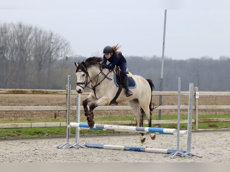 Connemara Caballo castrado 5 años 156 cm Dunalino (Cervuno x Palomino) in Bogaarden