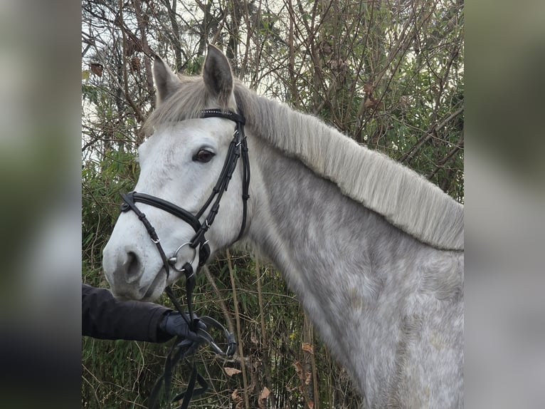 Connemara Caballo castrado 5 años 156 cm Tordo rodado in Wachtendonk