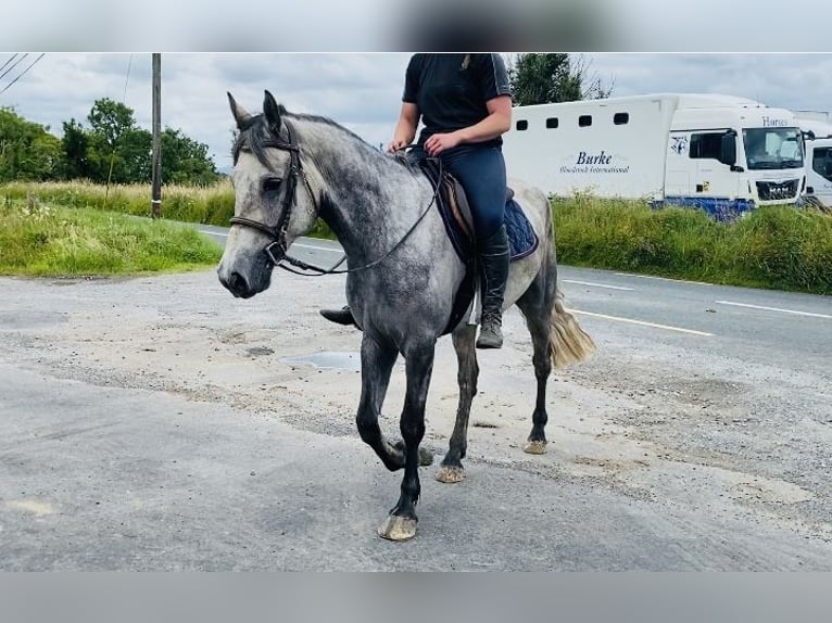 Connemara Caballo castrado 5 años 158 cm Tordo in Sligo