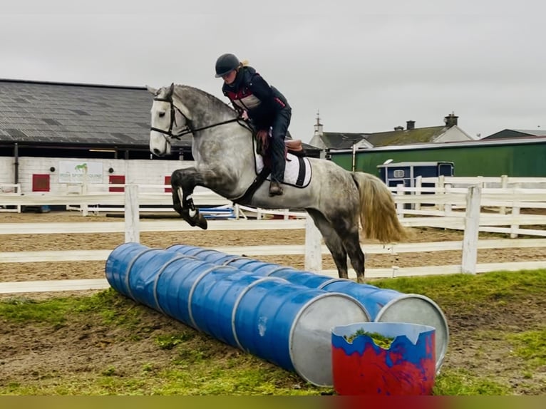 Connemara Caballo castrado 5 años 158 cm Tordo in Mountrath