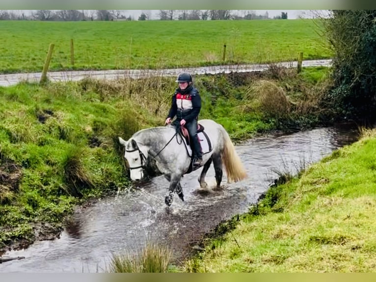 Connemara Caballo castrado 5 años 158 cm Tordo in Mountrath