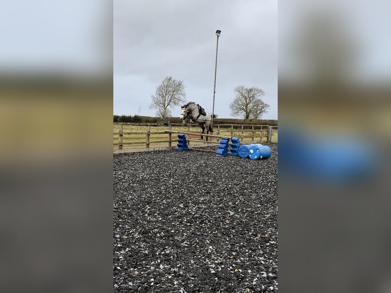 Connemara Mestizo Caballo castrado 5 años 158 cm Tordo rodado in Oxfordshire