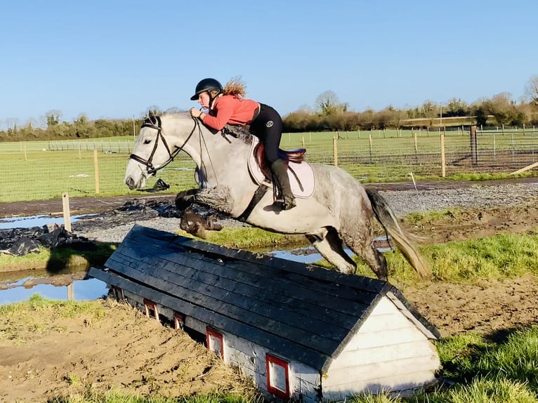 Connemara Caballo castrado 5 años 158 cm Tordo rodado in Mountrath