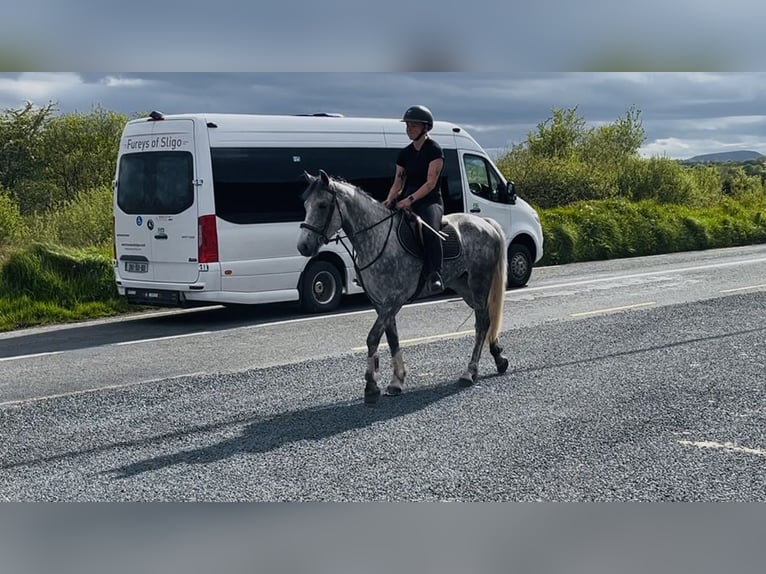 Connemara Caballo castrado 5 años 158 cm Tordo rodado in Sligo