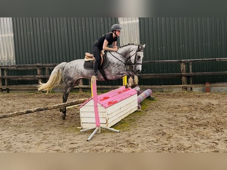 Connemara Caballo castrado 5 años 158 cm Tordo rodado in Sligo