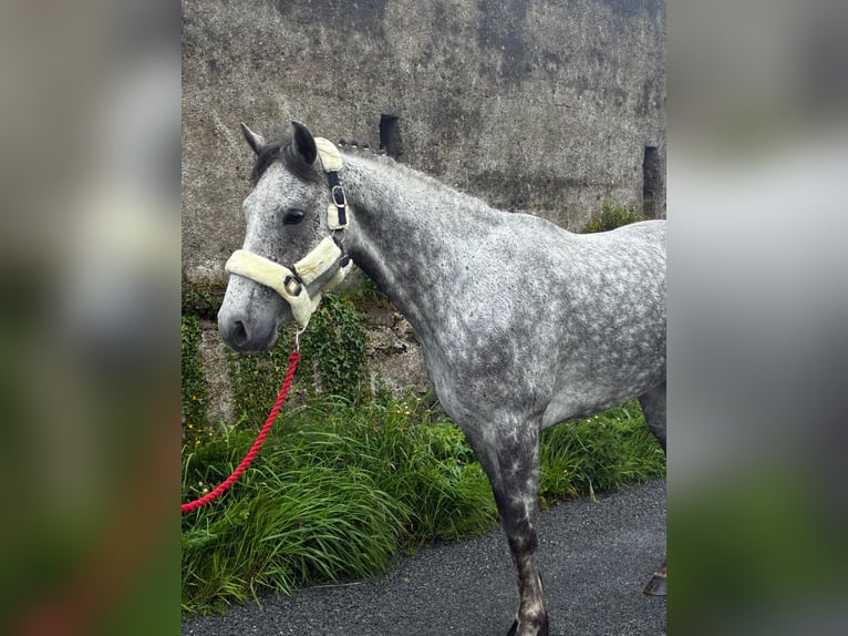 Connemara Caballo castrado 5 años 158 cm Tordo rodado in Sligo