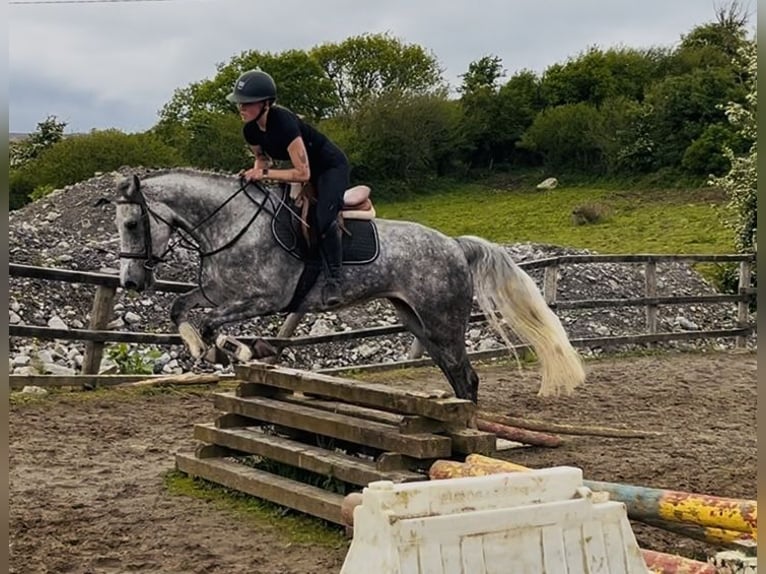 Connemara Caballo castrado 5 años 158 cm Tordo rodado in Sligo